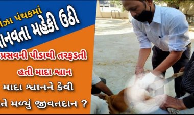 ઊંઝા પંથકમાં માનવતા મહેકી : મુસ્લિમ બિરાદરો અને વેટનરી ઓફિસરે પ્રસવ પીડાથી તરફડતી માદા શ્વાનને નવજીવન બક્ષ્યું ! વાંચો સમગ્ર કિસ્સો