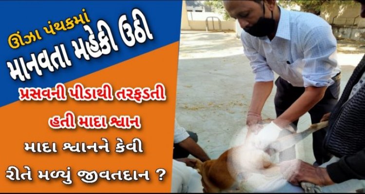 ઊંઝા પંથકમાં માનવતા મહેકી : મુસ્લિમ બિરાદરો અને વેટનરી ઓફિસરે પ્રસવ પીડાથી તરફડતી માદા શ્વાનને નવજીવન બક્ષ્યું ! વાંચો સમગ્ર કિસ્સો