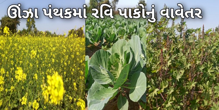 ઊંઝામાં 13258 હેકટરમાં રવિ પાકોનું વાવેતર : સૌ પ્રથમવાર 28 હેકટરમાં મગફળીનું વાવેતર કરાયું