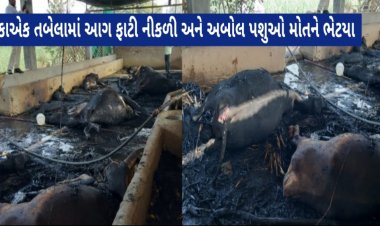 દુર્ઘટના/ નજીકમાં ફાયર સ્ટેશનના અભાવે તબેલામાં આગ લાગતાં 16 ગાય-વાછરડા અને 1 ઘોડીનું મોત
