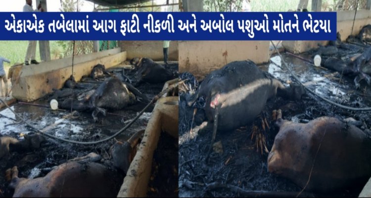 દુર્ઘટના/ નજીકમાં ફાયર સ્ટેશનના અભાવે તબેલામાં આગ લાગતાં 16 ગાય-વાછરડા અને 1 ઘોડીનું મોત