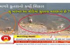 Factcheck : શ્વાન નો શિકાર કરતો મગરનો વિડીયો સુરતની તાપી નદી નો હોવાનો દાવો કેટલો સાચો ? ખરેખર આ વીડિયો ક્યાંનો છે ? જાણો સત્ય