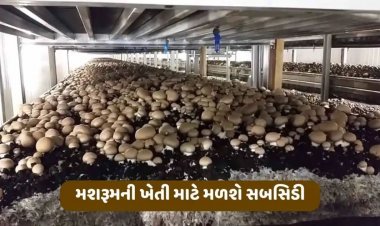 મશરૂમની ખેતી માટે મળશે સબસિડી, ખેડૂતોની આવકમાં થશે વધારો