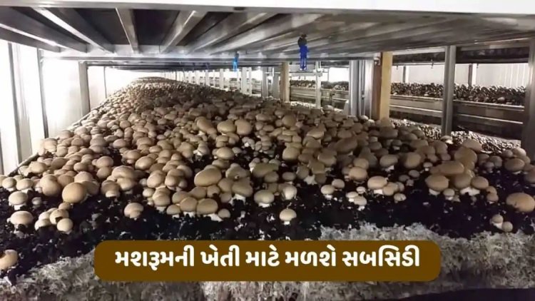 મશરૂમની ખેતી માટે મળશે સબસિડી, ખેડૂતોની આવકમાં થશે વધારો