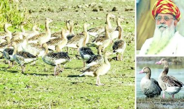 હજારો ગ્રેલેગ ગીસ પક્ષી આવતાં જામસાહેબે દર્શાવ્યું આશ્ર્ચર્ય