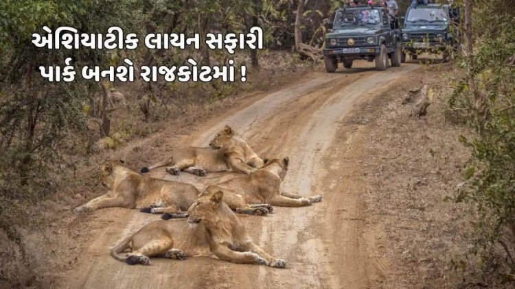 રાજકોટવાસીઓને સિંહદર્શન માટે નહીં જવુ પડે ગીર, RMC બનાવશે 33 હેક્ટરમાં એશિયાટીક લાયન સફારી પાર્ક