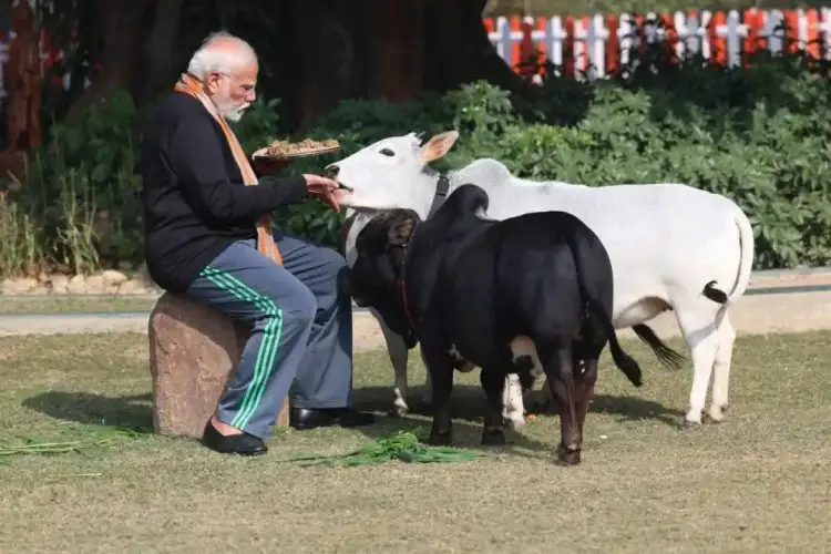 PM મોદી પોતાના ઘરમાં જ કરે છે ગાયોનું પાલન, મકરસંક્રાંતિ પર પ્રેમથી ખવડાવ્યું ઘાસ